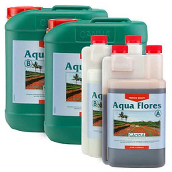 Canna - Aqua Flores A&B